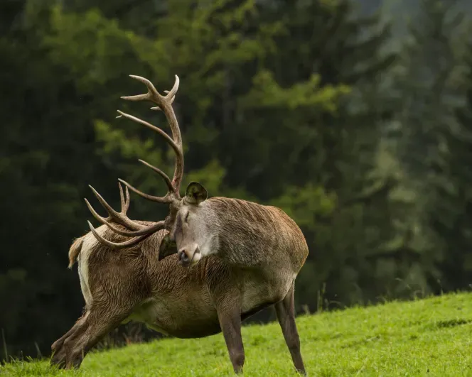 Deer park Sompunt Alta Badia