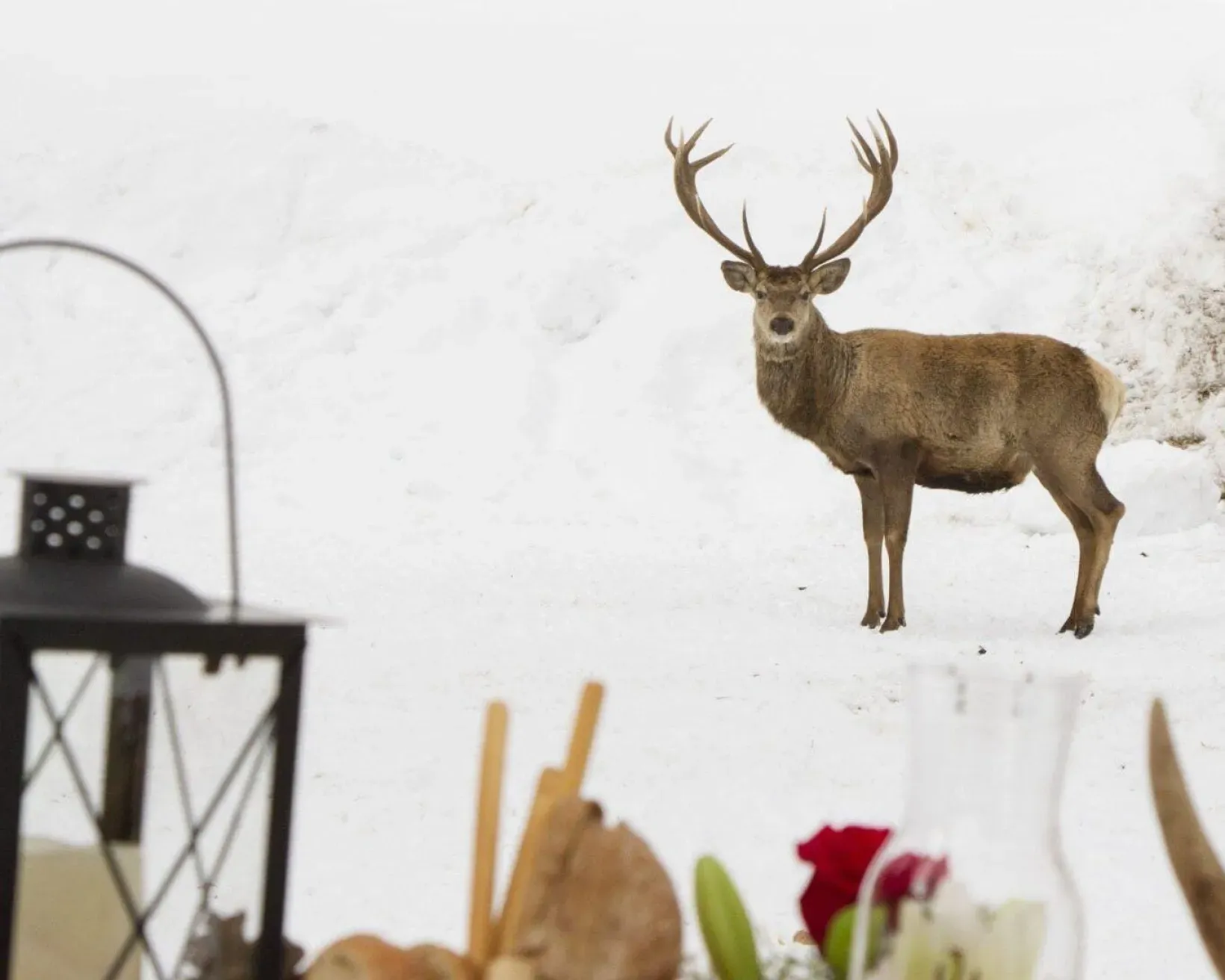 Aperitif among the deer in Alta Badia