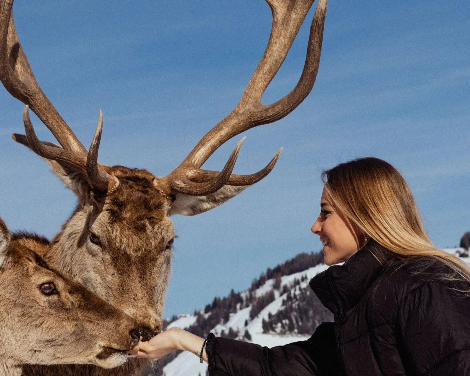 Girl feeding deer - Alta Badia deer park